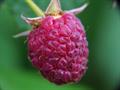 European raspberry,American red raspberry, توت وحشی ،سه گلی